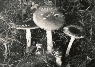Pilze. Fliegenpilz (Amanita muscaria)