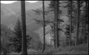 Oberprechtal: Walddurchblick von oben, Forellenhof
