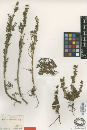Artemisia magellanica Sch.Bip. [type]