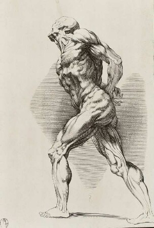 Anatomische Darstellung eines nach links schreitenden Mannes