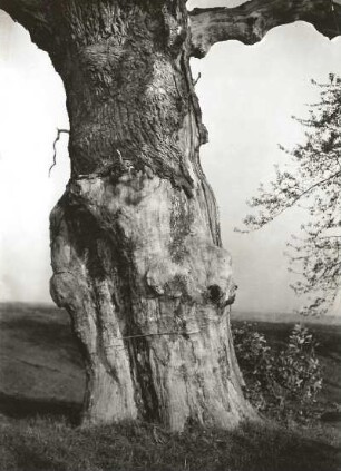 Ortelsdorfer Eibe bei Lichtenwalde. Europäische Eibe (Taxus baccata), auch Gemeine Eibe oder nur Eibe. Mächtiger Stamm, zum Teil entrindet