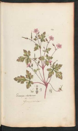 239. Geranium robertianum