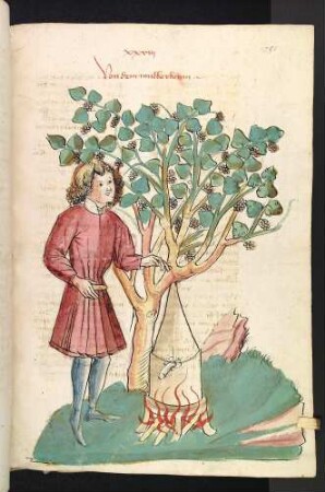 Der Maulbeerbaum