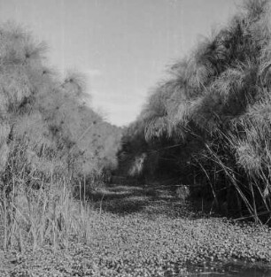 Papyrusstauden : Blick durch ein Papyrusfeld
