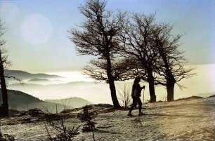 Schauinsland: Wetterbuchen; Hintergrund Feldberg