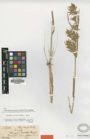 Andropogon nervatus Hochst. [isotype]