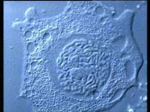 Nucleus and cell division in Haemanthus