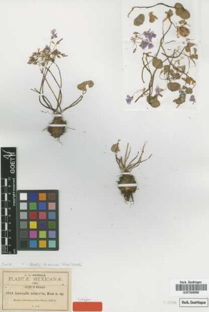 Ionoxalis trinervia Rose [isotype]