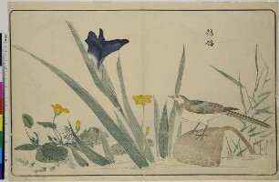 Bachstelze und Iris, aus dem Buch: Bilder importierter Vögel
