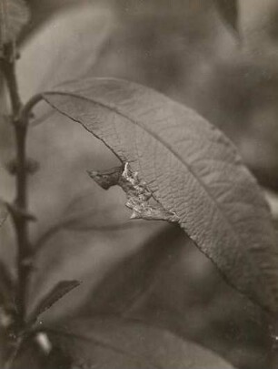 Zickzackspinner (Notodonta ziczac L.). Raupe