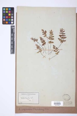 Adiantopsis capensis (Thunb.) Fée