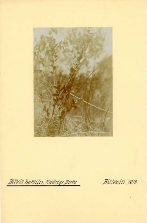 Strauch-Birke : Strauch-Birke (Betula humilis Linnaeus).