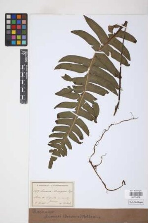 Blechnum plumieri (Desv.) Mett.