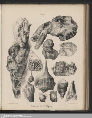 Tab. XV. Eocene fossils of Bognor