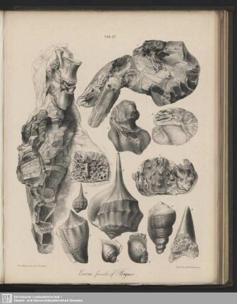 Tab. XV. Eocene fossils of Bognor