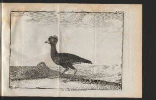 Cocq Indien. III Indianischer Hahn