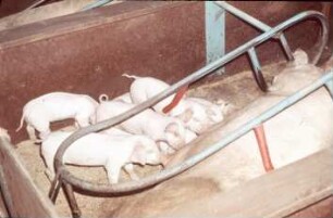Fotografie: Haltungssystem, Ferkelaufzucht, Abferkelbucht