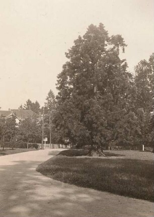 Bad Harzburg, Kurpark : Coniferen: Sequoia gigantea DC. Mammutbaum. Kurpark von Bad Harzburg