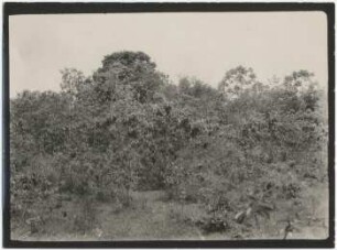 Savannengebüsch bei Buena Vista