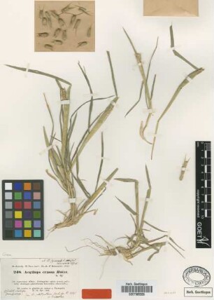 Aegilops crassa Boiss. [type]
