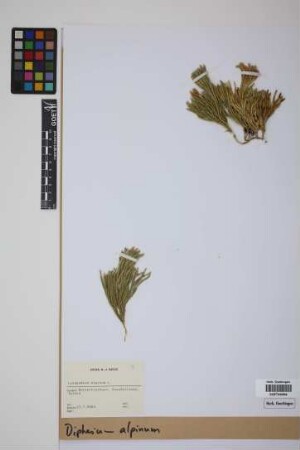 Diphasiastrum alpinum (L.) J. Holub