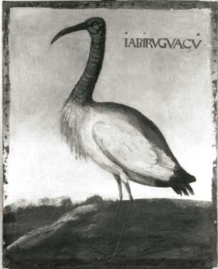 IABIRVGVACV Nimmersatt (Tantalus Loculator) : IABIRVGVACV Nimmersatt (Tantalus Loculator). Öl auf Leinwand (1655/1663; A. Eckhout). Radebeul, Hoflößnitz, Berg- und Lusthaus, Festsaal (nach der Restaurierung)