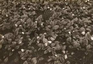 Oberlausitz. Drachenwurz (Calla palustris) an der Straße von Bernsdorf - Hoyerswerda (Bestand jetzt vernichtet)