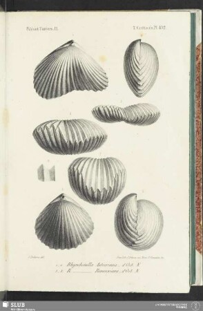 Pl. 492
