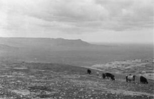 Landschaft bei Yafran : Blick über eine ebene Landschaft mit Schafen