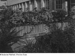 Mauer an einer Schule mit blühenden Blumen und Ziersträuchern