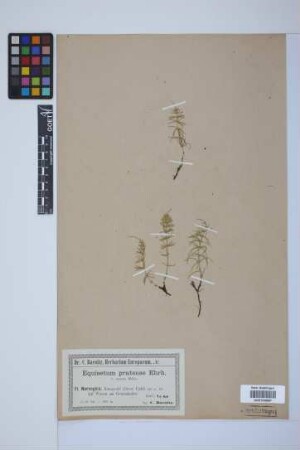 Equisetum pratense Ehrh.