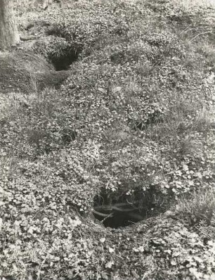 Dachs (Meles meles L.). Dachsbau