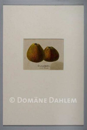 Tuschzeichnung "Äpfel" - "Siebenschläfer"