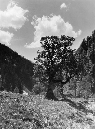 Bäume. Einzelner Baum auf einer Wiese