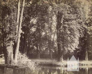 Bäume am Wasser