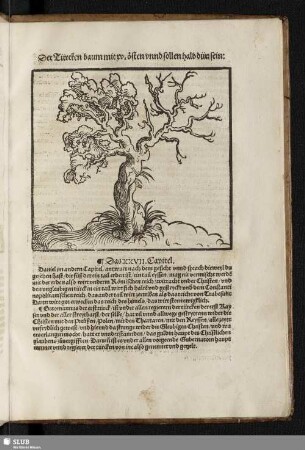 Der Türcken baum mit xv. östen vnnd sollen halb dürr sein: