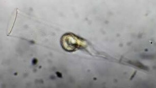 Xystonella sp., Lanzarote 2022