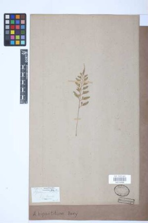 Asplenium bipartitum Bory ex Willd.