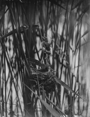 Drosselrohrsänger : Junger Drosselrohrsänger (Acrocephalus arundinaceus Linnaeus) verlässt das Nest.