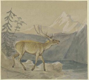 Ein verwundeter Hirsch sucht Labung an einem Gebirgssee