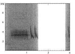 Grünfink | Chloris chloris - Gesang