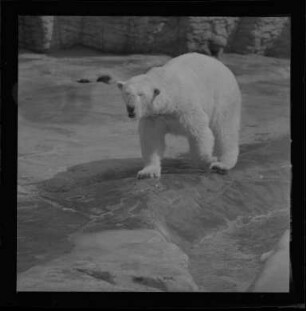 Eisbär im Zoo
