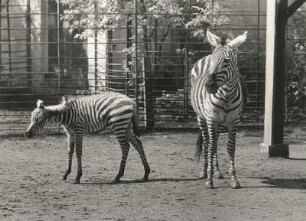 Dresden, Zoologischer Garten. Zebra mit Jungtier im Freigehege
