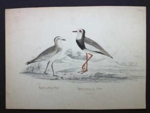 Vanellus crassirostris (Hartlaub, 1855), Vanellus pallidus, Zwei Regenpfeifer
