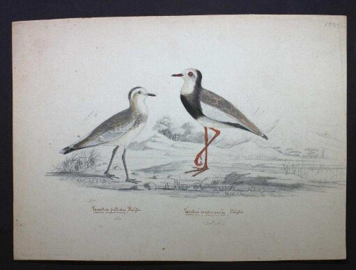 Vanellus crassirostris (Hartlaub, 1855), Vanellus pallidus, Zwei Regenpfeifer