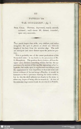 Patella lata. Tab. CCCCLXXXIV. - fig. 1