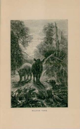 Malayan tapir