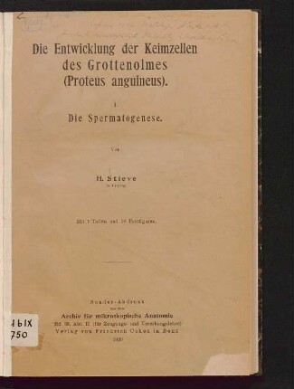 1: Spermatogenese