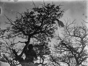 Expeditionsmitglied und Galago (Buschbaby) : Ein Expeditionsmitglied in einem Baum. Rechts ein Buschbaby (Galago)
