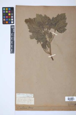 Xanthium indicum J.Koenig & Roxb.